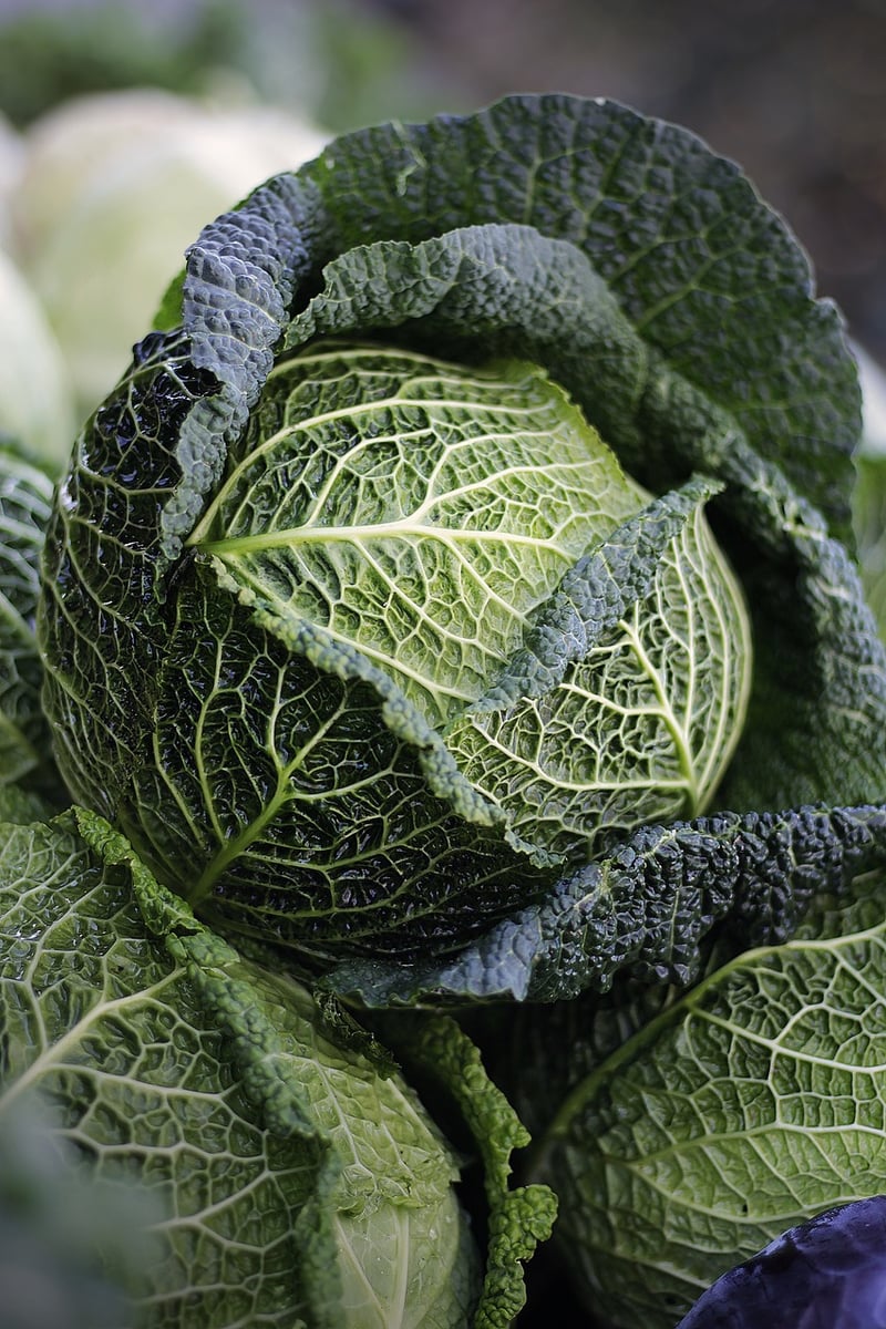 Vegetable Fusion